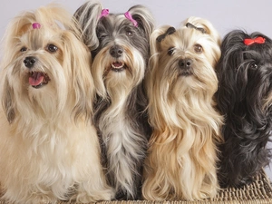 four, Shih, Tzu, puppies