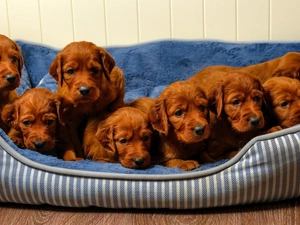 Irish Setters, haunt, puppies, puppies, red head