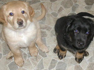 puppies, Hovawarta