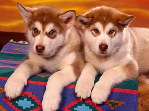 puppies, Alaskan Malamute