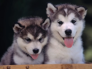 puppies, Alaskan Malamute