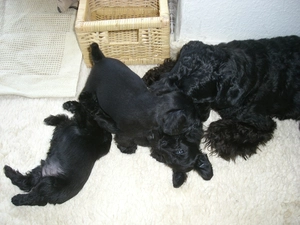 miniature Schnauzer, bitch, puppies