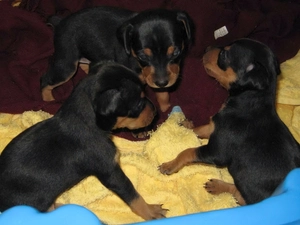 Three, puppies, miniature Pinscher, Black