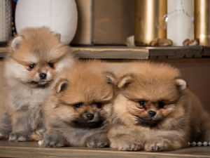 Miniature Spitz, Three, puppies