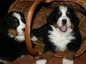 puppies, Two cars, basket, wicker, Bernese Mountain Dog, sweet