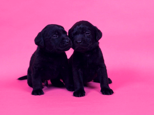 Puppies, Labrador Retriever