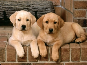 puppies, Labrador Retriever