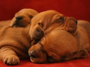 Puppies, sweet, Sleeping