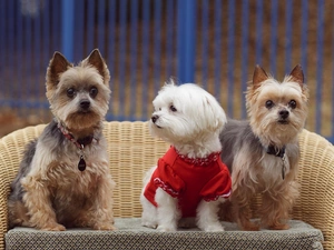 puppies, Three, sweet