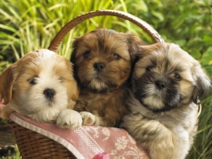 grass, Shih Tzu, Puppies, basket, Three