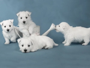 Puppies, four, White