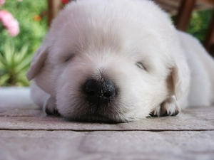 Puppy, Maremmano-abruzzese
