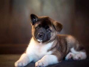 Puppy, American akita