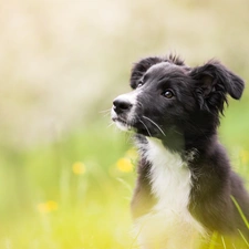 Meadow, blurry background, Puppy, Border Collie, dog