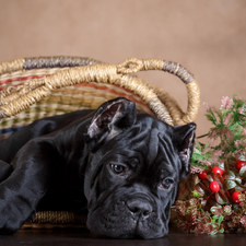 Puppy, basket, dog, Cane Corso, Black