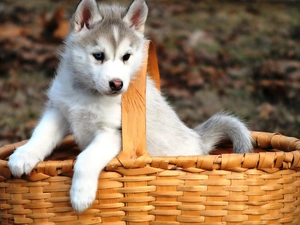 Puppy, basket