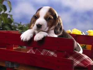 Puppy, trolley, Blanket