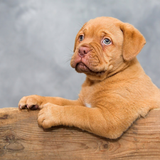 Dog de Bordeaux, dog, Puppy