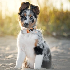 Border Collie, sitter, Puppy