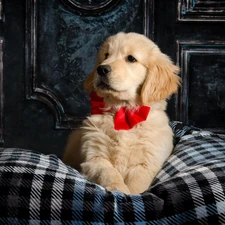 red hot, bow, Puppy, Golden Retriever, dog