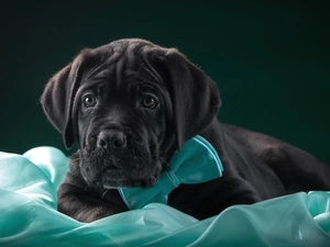 Cane Corso, dog, Puppy
