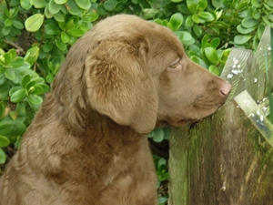 Chesapeake Bay retriever, Puppy