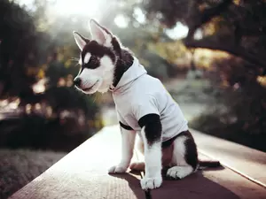 clothes, Alaskan Malamute, Puppy