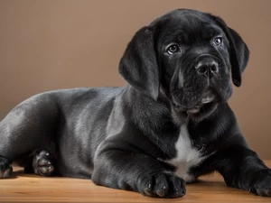 Puppy, Cane Corso