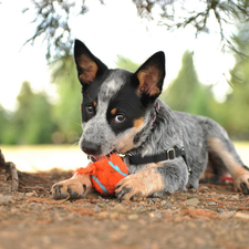 Australian cattle dog, dog, braces, trees, Ball, Puppy