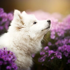 Violet, Colourfull Flowers, Puppy, Samojed, dog