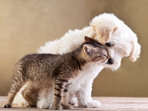 dog, cat, Friends, Puppy