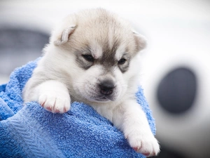 coverlet, Siberian Husky, Puppy, blue, dog