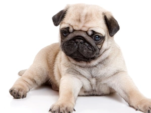 dog, sweet, pug, Puppy