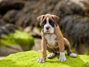 dog, boxer, sweet, Puppy