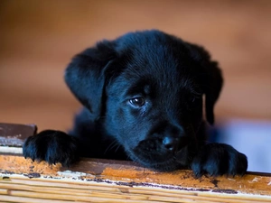 Puppy, Black, doggy