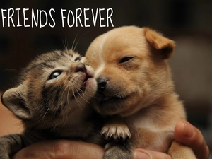 doggy, kitten, Friends, Puppy