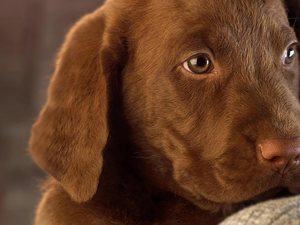doggy, Brown, retriever, Puppy