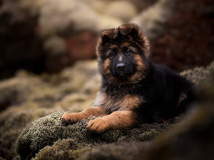 lying, Puppy, German Shepherd, dog