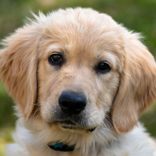 Golden Retriever, dog, Puppy