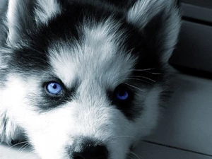 Puppy, Siberian Husky
