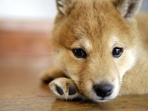 Puppy, Shiba inu