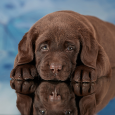 dog, Puppy, Labrador Retriever, Brown