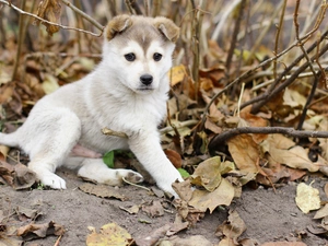Puppy, Alaskan Malamute