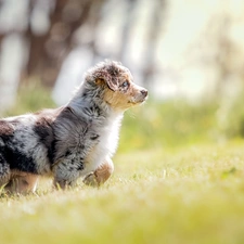 Meadow, grass, Australian Shepherd, Puppy, Australian Shepherd