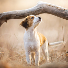 Alpine Dutch, dog, fuzzy, Plants, Lod on the beach, Puppy