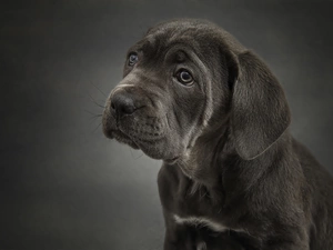 Puppy, portrait