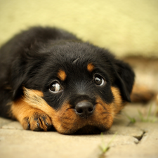 Puppy, lying, Rottweiler