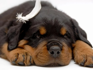 Puppy, Rottweiler
