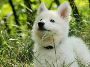 Samojed, Meadow, grass, Puppy
