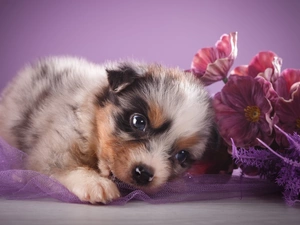Puppy, Australian Shepherd